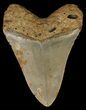 Bargain, Megalodon Tooth - North Carolina #67279-1